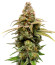 HighCloudZ fem (Green House Seeds) семена конопли