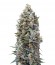 00 Kush fem (00 Seeds) семена конопли