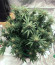 Auto Critical Orange Punch fem (Dutch Passion) семена конопли