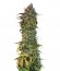Blueberry Headband fem (Humboldt Seed Organization) семена конопли