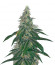 Bubba Slush fem (Green House Seeds) семена конопли
