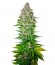 Jack 47 fem (Sweet Seeds) семена конопли