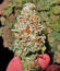 Keep Frosted Guava Autoflower fem (Seedkeepers) семена конопли