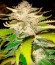 Kripple Roulette fem (Dr. Krippling Seeds) семена конопли