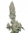 Mohan Ram Auto fem (Sweet Seeds) семена конопли