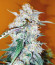 Original Glue Auto fem (Nirvana Seeds) семена конопли