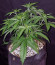 Peyote Critical fem (Barney's Farm) семена конопли
