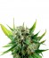 Royale Haze fem (Dinafem Seeds) семена конопли