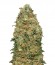 White Widow fem (00 Seeds) семена конопли