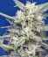 Crystal Candy Auto fem (Sweet Seeds) семена конопли