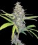 G13 Haze fem (Barney's Farm) семена конопли
