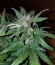 Auto Blue Pyramid fem (Pyramid Seeds) семена конопли