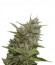 Auto Whiteberry fem (Paradise Seeds) семена конопли