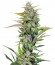 Black Jack F1 Fast Version fem (Sweet Seeds) семена конопли