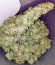 Bubba Slush fem (Green House Seeds) семена конопли