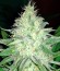 Bubblelicious fem (Nirvana Seeds) семена конопли