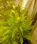 Damnesia Autoflowering fem (Strain Hunters) семена конопли