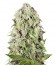 Dutch Cheese reg (Sumo Seeds) семена конопли