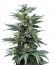 Full Moon fem (Nirvana Seeds) семена конопли