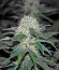 Hashberry reg (Mandala Seeds) семена конопли