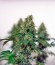 Lemon Skunk fem конопля Green house seeds