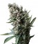 Nefertiti fem (Pyramid Seeds) семена конопли