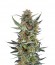 Royal Dwarf auto fem (Royal Queen Seeds) семена конопли