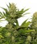 Skunk XL fem (Royal Queen Seeds) семена конопли