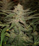 Wedding Cake Auto fem (Barney's Farm) семена конопли