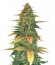 Auto Wild Dwarf fem семена конопли