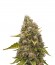 White Widow fem (Royal Queen Seeds) семена конопли