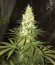 White Widow x Big Bud fem (Female Seeds) семена конопли
