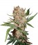 Bubblelicious Automatic fem (Nirvana Seeds) семена конопли