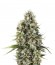 Chocolate Haze fem (Royal Queen Seeds) семена конопли