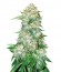 OG Kush fem (Bulk Seed Bank) семена конопли