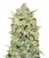 Peyote Critical fem (Barney's Farm) семена конопли