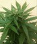 Royal Bluematic Auto fem (Royal Queen Seeds) семена конопли