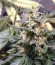 Royal Medic CBD fem (Royal Queen Seeds) семена конопли