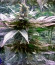Skunk 47 fem (World of Seeds) семена конопли