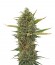 Super Skunk reg (Sensi Seeds) семена конопли