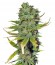Super Skunk fem (Sensi Seeds) семена конопли