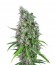 Sweet Trainwreck Auto fem (Sweet Seeds) семена конопли