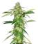 Thin Mint x Sour Pinot Auto семена конопли