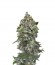 White Cheese Autoflowering fem (Dinafem Seeds) семена конопли