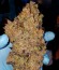 White Caramel Cookie fem (Sumo Seeds) семена конопли