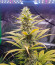 Auto Bruce Lemon Diesel fem (Dutch Passion) семена конопли