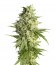 Double Dutch fem (Serious Seeds) семена конопли