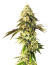 Jealousy Kush fem (Seedkeepers) семена конопли