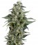 Kryptonite fem (Pyramid Seeds) семена конопли