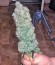 Northern Lights x Big Bud Auto fem (World of Seeds) семена конопли